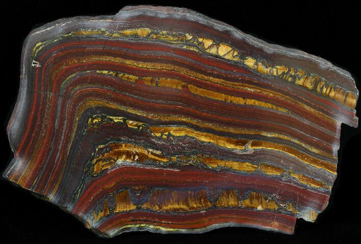 Polished Tiger Iron Stromatolite - ( Billion Years) #42607